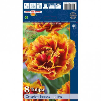 Tulipán Crispion Beauty obrázek 5
