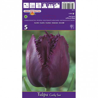 Tulipán Curly Sue obrázek 5