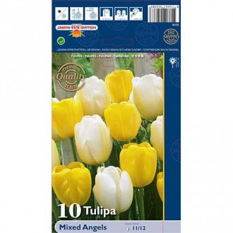 Tulipán Darwin Angels, mix obrázek 5