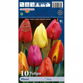Tulipán Darwin, mix obrázek 3