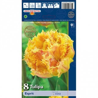 Tulipán Esprit obrázek 5