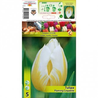 Tulipán Flaming Coquette obrázek 5