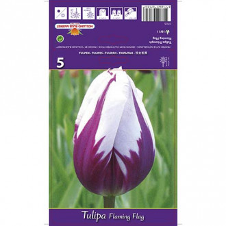 Tulipán Flaming Flag obrázek 3