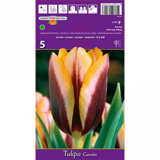 Tulipán Gavota obrázek 6