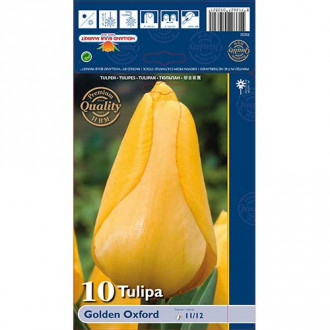 Tulipán Golden Oxford obrázek 4