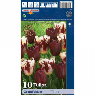 Tulipán Grand Velvet obrázek 3