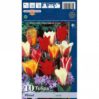 Tulipán Greigii, mix obrázek 3
