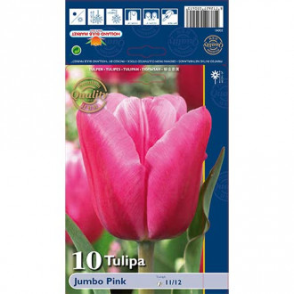 Tulipán Jumbo Pink obrázek 3