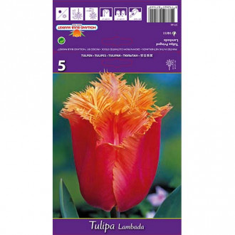 Tulipán Lambada obrázek 3