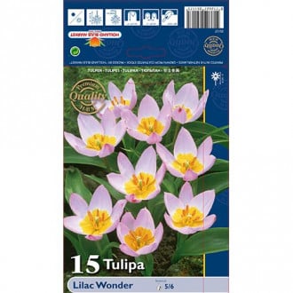 Tulipán Lilac Wonder obrázek 6