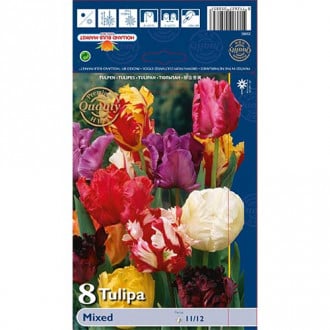 Tulipán, mix obrázek 5