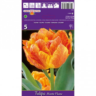 Tulipán Monte Flame obrázek 2