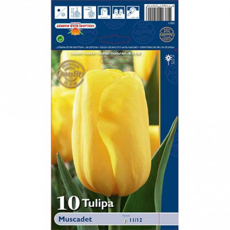 Tulipán Muscadet obrázek 4