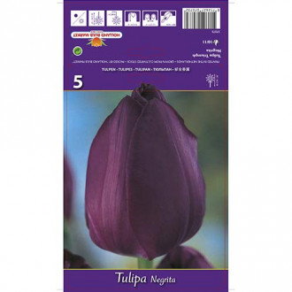 Tulipán Negrita obrázek 3