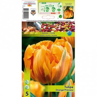 Tulipán Orange Princess obrázek 1