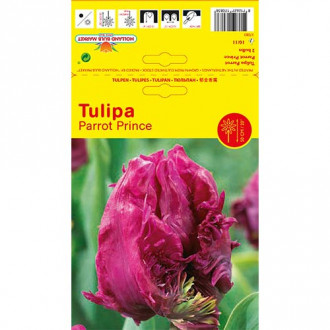 Tulipán Parrot Prince obrázek 6