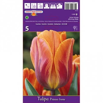 Tulipán Princes Irene obrázek 4