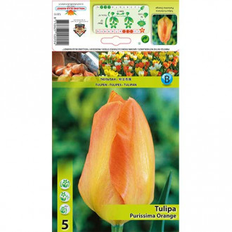 Tulipán Purissima Orange obrázek 3