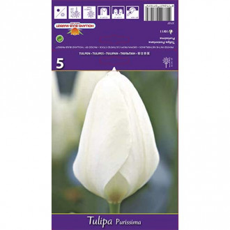 Tulipán Purissima obrázek 2
