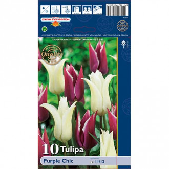 Tulipán Purple Chic obrázek 2