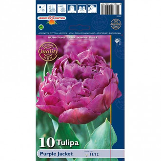 Tulipán Purple Jacket obrázek 3