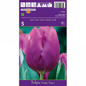 Tulipán Purple Prince obrázek 3