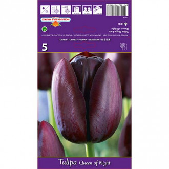 Tulipán Queen of Night obrázek 4