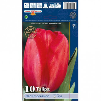 Tulipán Red Impression obrázek 4