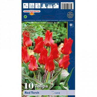 Tulipán Red Torch obrázek 5
