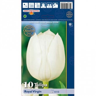 Tulipán Royal Virgin obrázek 6