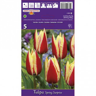 Tulipán Spring Surprise obrázek 1