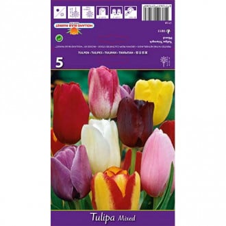Tulipán Triumph, mix obrázek 1