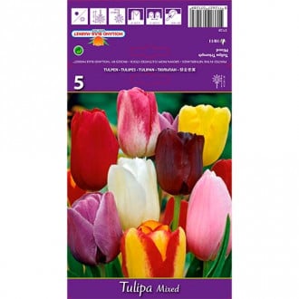 Tulipán Triumph, mix obrázek 5