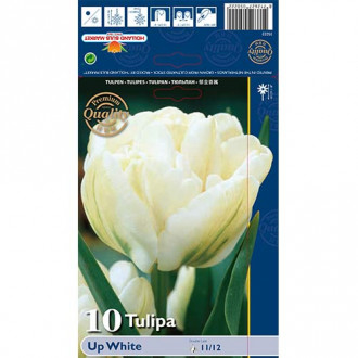 Tulipán Up White obrázek 3