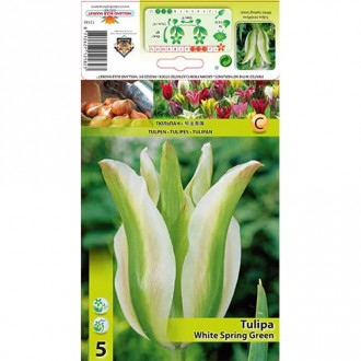 Tulipán White Spring Green obrázek 6