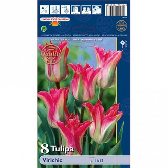 Tulipán Virichic obrázek 5