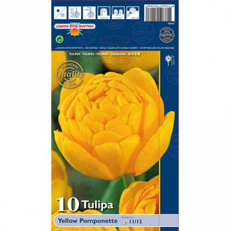 Tulipán Yellow Pomponette obrázek 4