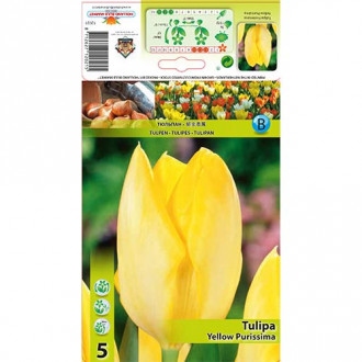 Tulipán Yellow Purissima obrázek 4