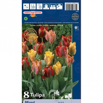 Tulipán zelený, mix obrázek 1