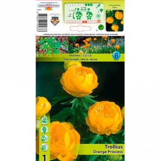 Upolín zahradní (Trollius hybridus) Orange Princess obrázek 1
