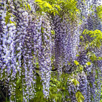 Wisteria floribunda Domino, С2 obrázek 1