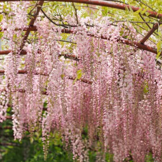 Wisteria floribunda Kuchi-beni, С2 obrázek 2