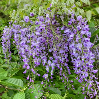 Wisteria floribunda Multijuga, С2 obrázek 1