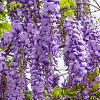 Wisteria floribunda Royal Purple, С2 obrázek 2
