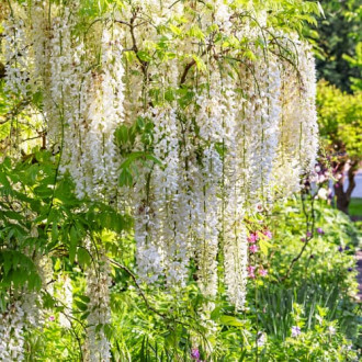 Wisteria floribunda Shiro-noda, С2 obrázek 3