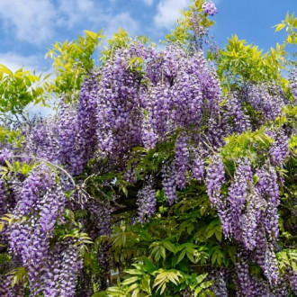 Wisteria macrostachya Blue Moon, С2 obrázek 5