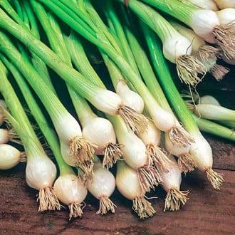 Zelená cibule Blanca de Lisboa obrázek 11