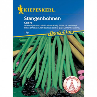 Zelené fazole tyčkové Cobra fotografie 12 Zelené fazole tyčkové Cobra obrázek 12