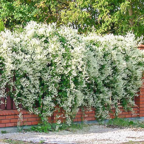 Opletka Auberta obrázek 1 artikel 9103