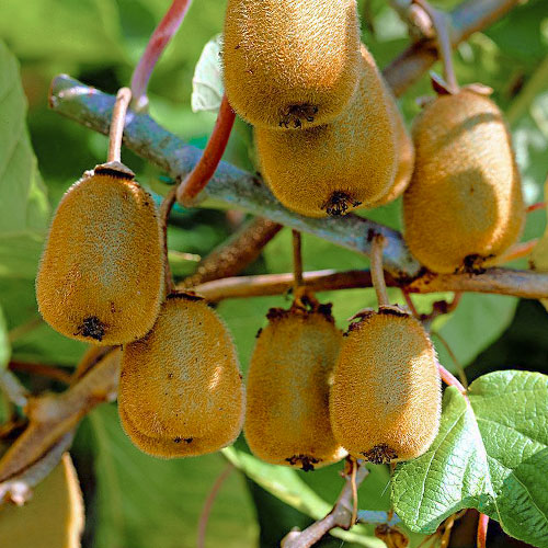Aktinidie čínská Dr Szymanowski artikel fotografie 1 Aktinidie čínská Dr Szymanowski obrázek 1 artikel 9314
